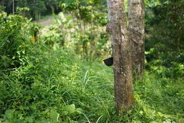 Obraz premium Rubber tree garden in south of Thailand