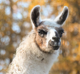 Obraz premium beautiful llama