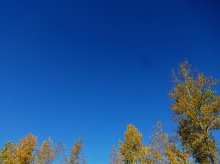 Fototapeta na wymiar Breeze through fall colored forest with blue sky