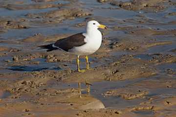 Olrog´s seagull perched on the sand , im the beach     