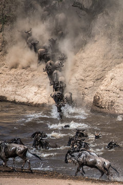 Wildebeest on yearly migration launching across Mara River, Southern Kenya