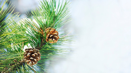 Closeup of pine cone on fir tree brunch under snow. Winter holiday banner design with copyspace....