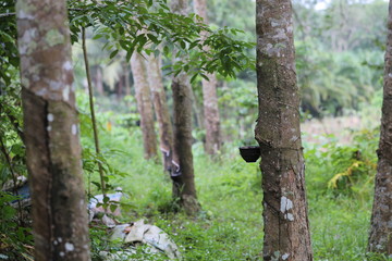 Rubber tree garden in south of Thailand