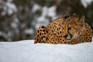 cheetah in the snow