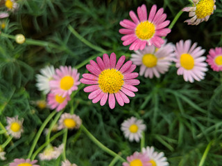 Brachyscome Multifida (Pink cut-leaved daisy) in the garden