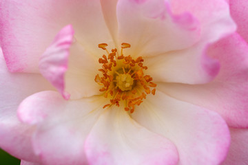 Fototapeta na wymiar Pink rose flower at Narashino City, Chiba Prefecture, Japan