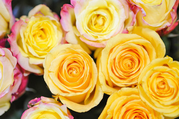 Delicate yellow-pink roses