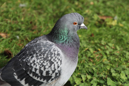 London Pigeon Portrait