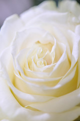 Delicate white roses.