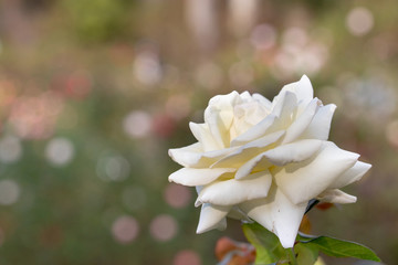 Fototapeta na wymiar White Rose Flower at Narashino City, Chiba Prefecture, Japan