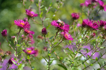 Obraz premium bee on purple chrysanthemum flower with colorful blurred blossom on background