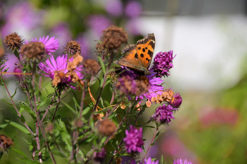Colorful butterfly on violet chrysanthemum flower with blurred autumn flowers on background