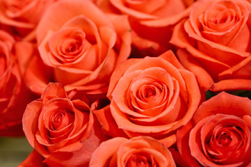 Delicate red roses