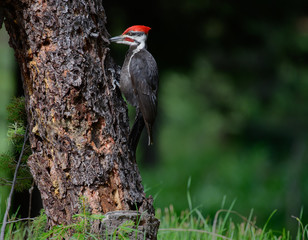 Pileated Woodpecker at Tree