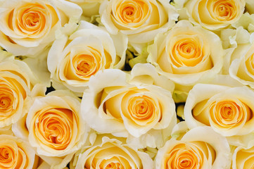 Delicate yellow white roses