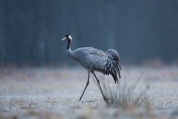 Birds -Common crane (Grus grus) © szczepank