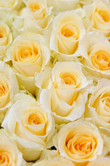 Obraz na płótnie Canvas Delicate yellow white roses