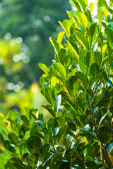 Green Jackfruit leaves bokeh blurred background.