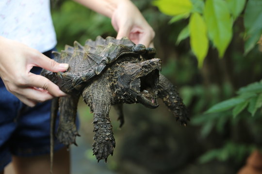 Hand holding Alligator snapping turtle