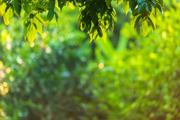 Green leaves bokeh blurred background.