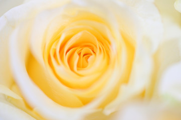Fototapeta na wymiar Delicate yellow white roses