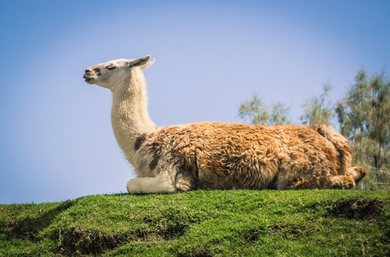 llama on the hill