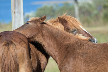 Feral Ponies of Assageague Island