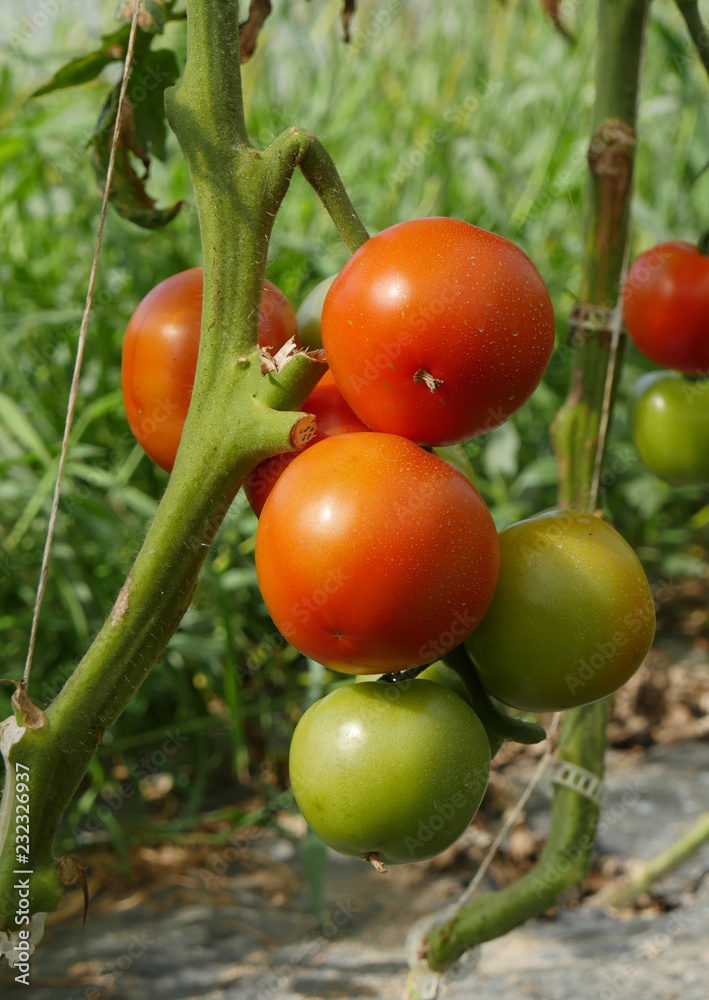 Canvas Prints closeup of organic tomatoes in the garden