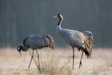 Birds -Common crane (Grus grus)