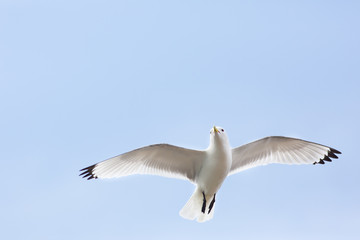 Black-legged Kittiwake (Rissa tridactyla)  in flight near breeding colony, Harbour nesting site, Dunbar Harbour, United Kingdom