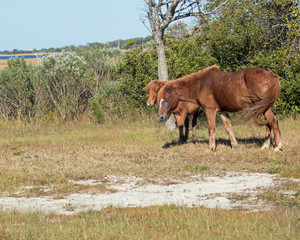 Feral Ponies of Assageague Island