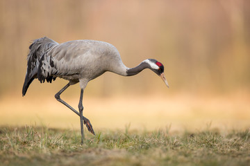 Birds -Common crane (Grus grus)