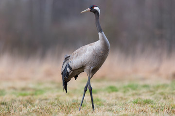 Birds -Common crane (Grus grus)