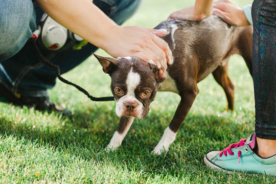 Pet dog being shampooed in garden