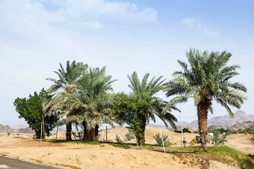 Obraz na płótnie Canvas saudi arabian farm land