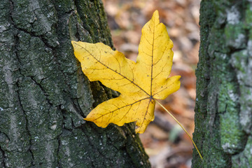 Autumn leaf on the tree bark