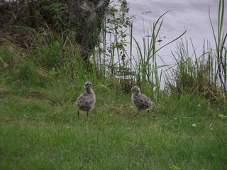 two young birds on the grass