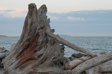 Fototapeta premium driftwood on the beach