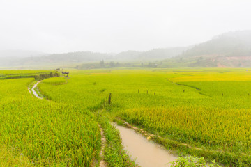 Fototapeta premium Beautiful view of rice terrace, mu cang chai, vietnam