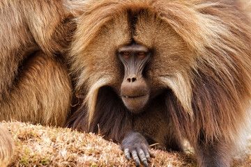 Portrait of a male galada baboon in the Simien Mountains National Park in Ethiopia