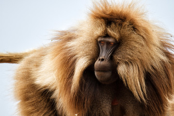 Portrait of a male galada baboon in the Simien Mountains National Park in Ethiopia