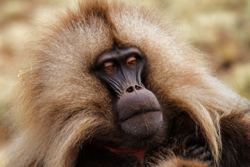 Portrait of a male galada baboon in the Simien Mountains National Park in Ethiopia