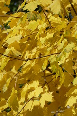 Ahorn (Acer palmatum), gelbes Herbstlaub