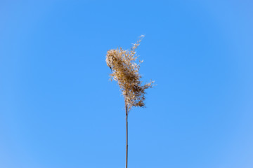 A panicle of reed dried against a blue sky © eleonimages
