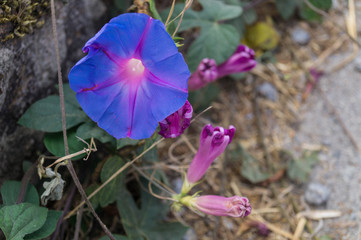 Zierwinde an der Algarve