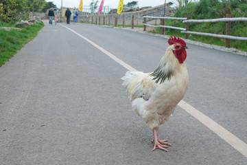 Chicken on the Road