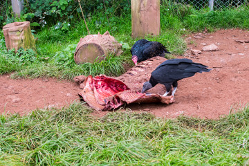 Vulture eating a carcass