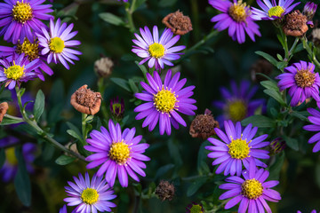Purple Aster Flowers in Bloom