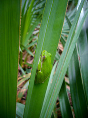 American Green Tree Frog