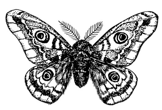 Hand drawn illustration of a emperor moth on white background.
